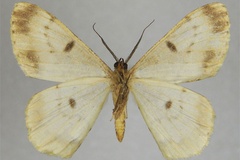 Zeuctoboarmia ochracea