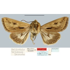 /filer/webapps/moths/media/images/B/batuense_Heliothis_HT_MNHN.jpg