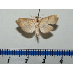 /filer/webapps/moths/media/images/T/trogobasalis_Chalcidoptera_A_Goffb_01.jpg