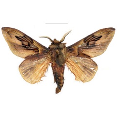 /filer/webapps/moths/media/images/S/sophiae_Leptometa_PTM_Mueller_01.jpg