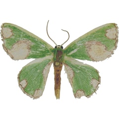 /filer/webapps/moths/media/images/O/oospila_Cheroscelis_AM_MCJM.jpg