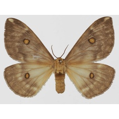 /filer/webapps/moths/media/images/T/thelxinoe_Parusta_AF_Basquina.jpg