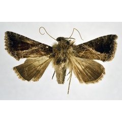 /filer/webapps/moths/media/images/A/aranea_Trichoplusia_A_NHMO.jpg