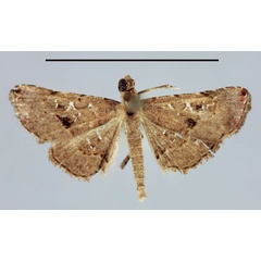 /filer/webapps/moths/media/images/M/moestalis_Rhesala_A_MNHN.jpg