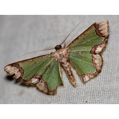 /filer/webapps/moths/media/images/E/episema_Zamarada_A_Wursten.jpg