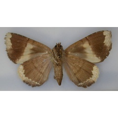 /filer/webapps/moths/media/images/F/fontainei_Achaea_HT_RMCA_02.jpg