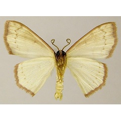 /filer/webapps/moths/media/images/H/haemaleata_Scopula_AM_ZSMb.jpg