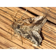 /filer/webapps/moths/media/images/C/circumflexa_Cornutiplusia_A_Sydes.jpg