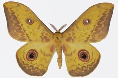 Aurivillius seydeli