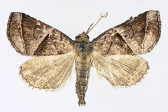 Radara prunescens