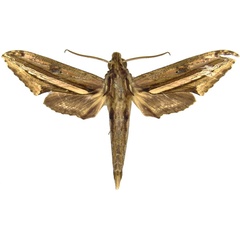 /filer/webapps/moths/media/images/R/rutherfordi_Centroctena_AM_MCJM.jpg