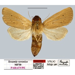 /filer/webapps/moths/media/images/V/veronica_Sesamia_PTF_MNHNa.jpg