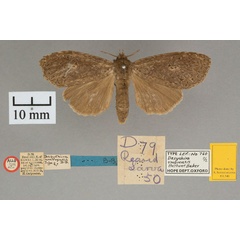 /filer/webapps/moths/media/images/U/umbrensis_Dasychira_AT_OUMNH_01.jpg