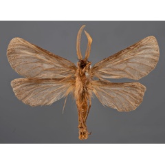 /filer/webapps/moths/media/images/A/alticola_Gorgopis_PTM_MfNb.jpg