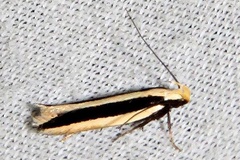 Schizovalva stasiarcha