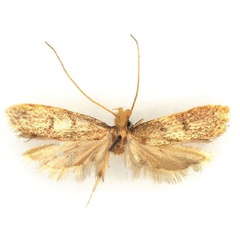 /filer/webapps/moths/media/images/D/deprinsi_Corymbus_HT_RMCA.jpg