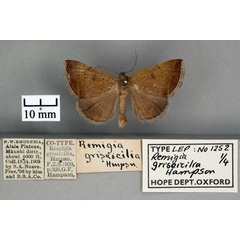 /filer/webapps/moths/media/images/G/griseicilia_Remigia_ST_OUMNH_01.jpg