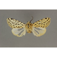 /filer/webapps/moths/media/images/G/geminipuncta_Alpenus_HT_BMNH.jpg
