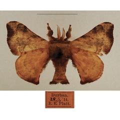 /filer/webapps/moths/media/images/I/ianthe_Racinoa_AM_TMSA_01.jpg