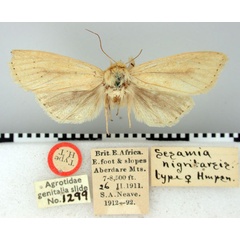 /filer/webapps/moths/media/images/N/nigritarsis_Sesamia_HT_BMNH.jpg