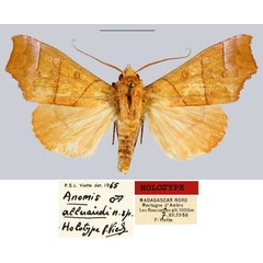 /filer/webapps/moths/media/images/A/alluaudi_Anomis_HT_MNHN.jpg