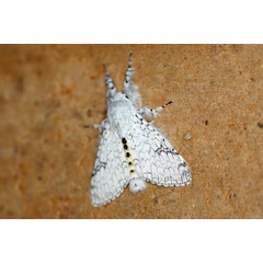 /filer/webapps/moths/media/images/G/georgiana_Eudasychira_A_Voaden_01.jpg
