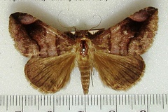 Dysgonia trogosema