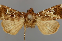 Feliniopsis africana