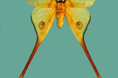 Argema mittrei