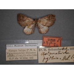 /filer/webapps/moths/media/images/P/pythia_Asthenotricha_HT_RMCA_01.jpg