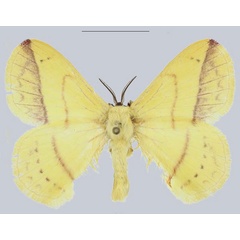 /filer/webapps/moths/media/images/F/fontainei_Microjana_AM_ANHRT.jpg