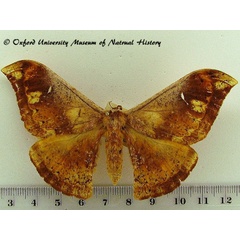 /filer/webapps/moths/media/images/O/oxytela_Goodia_AF_OUMNH.jpg
