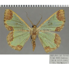 /filer/webapps/moths/media/images/E/excavata_Zamarada_AM_ZSM.jpg