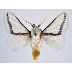 /filer/webapps/moths/media/images/N/neglecta_Parapluda_AM_NHMO.jpg