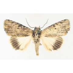 /filer/webapps/moths/media/images/S/striata_Metoponrhis_AM_TMSA_02.jpg