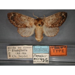 /filer/webapps/moths/media/images/A/axiologa_Diapalpus_AT_RMCA_01.jpg