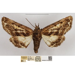 /filer/webapps/moths/media/images/R/rivata_Eutelia_AF_NHMUK.jpg