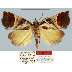 /filer/webapps/moths/media/images/T/tsara_Eustrotia_HT_MNHN.jpg