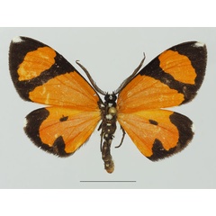 /filer/webapps/moths/media/images/N/niphanda_Terina_AM_Basquin_01a.jpg