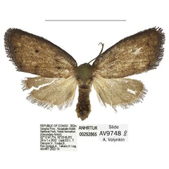 /filer/webapps/moths/media/images/C/carbonisata_Spatulosia_PTF_ANHRT.jpg