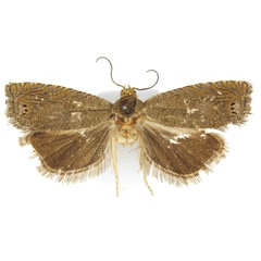 /filer/webapps/moths/media/images/N/namutomi_Fulcrifera_HT_Bassi.jpg