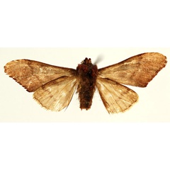 /filer/webapps/moths/media/images/R/radiata_Pygaerina_HT_RBINSb.jpg