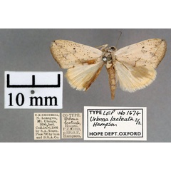 /filer/webapps/moths/media/images/L/lacteata_Urbona_STF_OUMNH_01.jpg