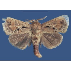 /filer/webapps/moths/media/images/N/ngwenoae_Kayamuhakaia_HT_RMCA.jpg