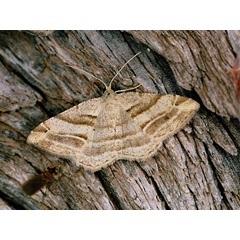 /filer/webapps/moths/media/images/F/furcata_Chiasmia_A_Roland_01.jpg