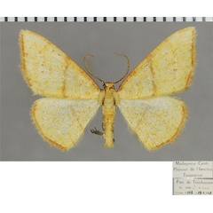 /filer/webapps/moths/media/images/C/circumrubrata_Heterostegane_AM_ZSMa.jpg