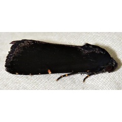/filer/webapps/moths/media/images/N/nigerrima_Callyna_A_Braun_04.jpg