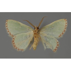 /filer/webapps/moths/media/images/I/impunctata_Allochrostes_A_ZSM_02.jpg