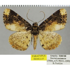 /filer/webapps/moths/media/images/K/kartala_Xylopteryx_PTM_ZSM_02.jpg