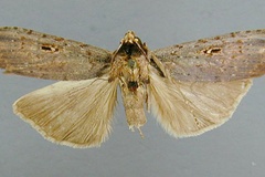 Thacona oculata